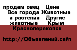  продам овец › Цена ­ 100 - Все города Животные и растения » Другие животные   . Крым,Красноперекопск